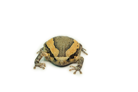 Bullfrog (Kaloula pulchra, Microhylinae) isolated on white background.の写真素材