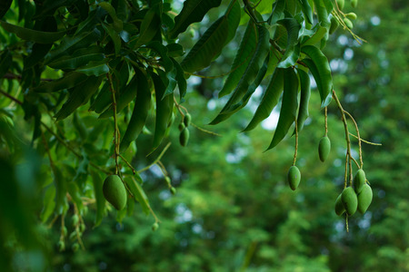Closeup green mango with leave on tree.