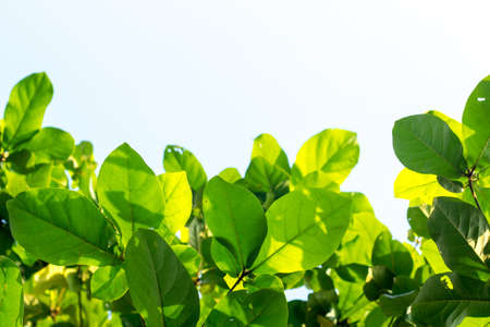 Foliage background.の写真素材