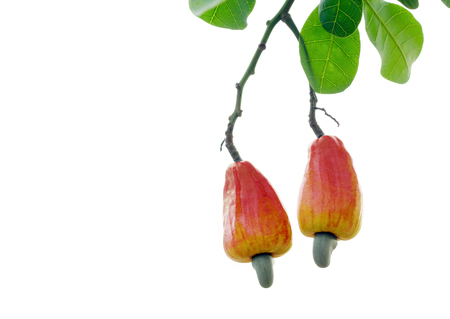 red cashew fruit on the tree.の写真素材