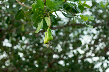 Cashew fruit on the tree.の写真素材