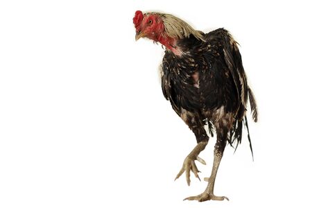 brown hen isolated on white, studio shot.の写真素材