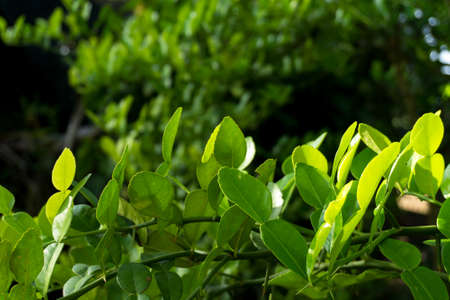 Kaffir lime leaves.の写真素材