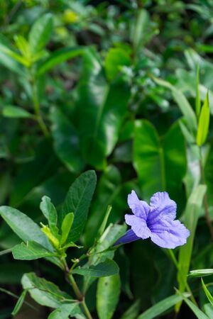 Ruellia tuberosa flower.の写真素材