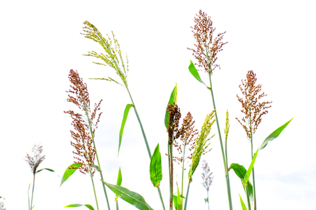 Closeup of a Sorghum bicolor on white,farm.の写真素材