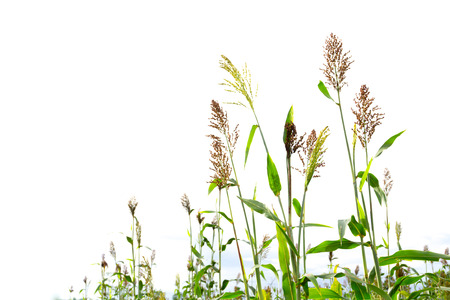 Closeup of a Sorghum bicolor on white,farm.の写真素材