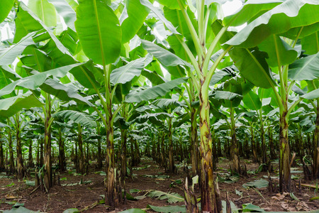 Fresh banana is growing up,Banana gardenの写真素材