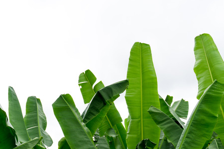 Banana leaves in the garden.の写真素材