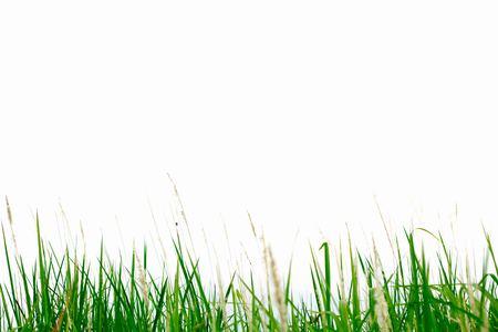 Green grass breeze on a white background.の写真素材