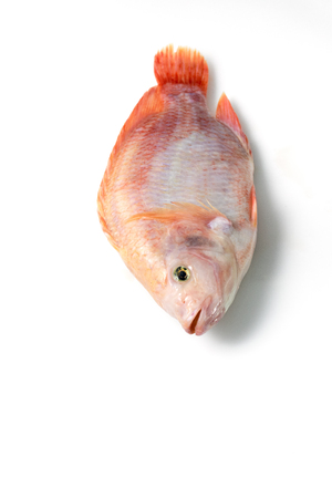 Ruby fish on a white background.