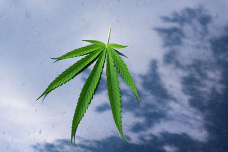 Marijuana leaf on Blue ground.