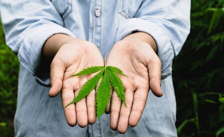 Hand holding a marijuana.の写真素材