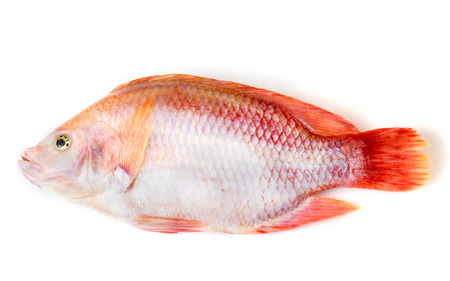 Ruby fish on a white background.の写真素材
