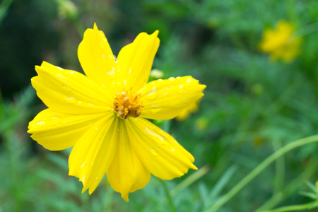 Close Up Yellow Cosmos Flower.の写真素材