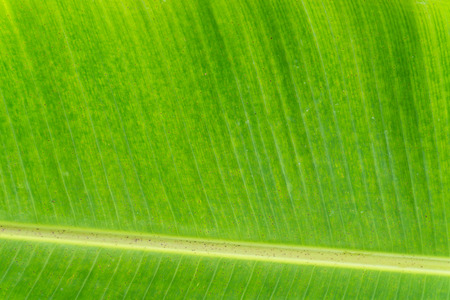 Closeup of banana leaf texture abstract background.の写真素材