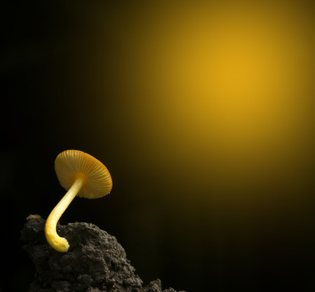 Orange mushrooms on black clod.の写真素材
