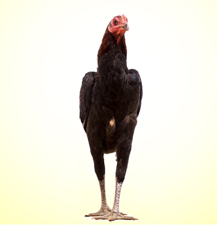 black hen walking isolated on white, studio shot,chicken,clipping path.の写真素材