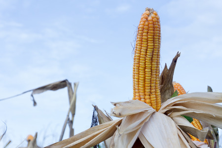 Corn pods on dried plants Waiting for harvest,Corn crops on dried corn trees is prompt to harvest.