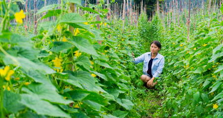 The girl walks to check the yield of cucumbers.In the melon garden.の写真素材