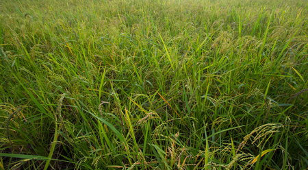 Green Rice fields,Beautiful views landscapes in thailand.の写真素材