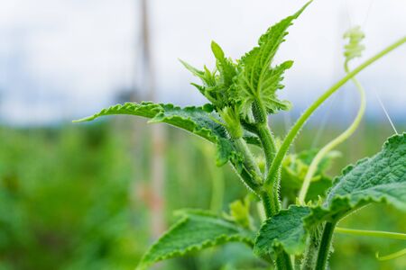 Top of Cucumber Tree.の写真素材