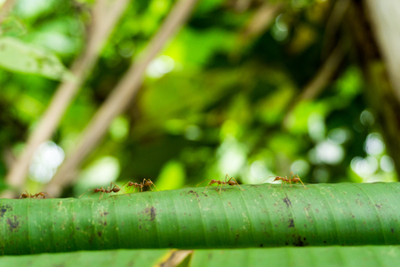 Ants walking on banana leaves.の写真素材