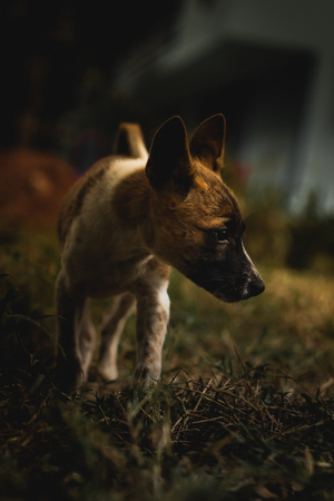 Puppies were left,pitiable.の写真素材
