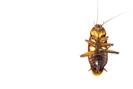 Top view dead cockroach on white background.の写真素材