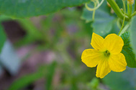 flower melon and leaf on tree.の写真素材