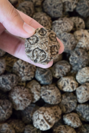 Dracontomelon dao (Blanco) Merr. & Rolfe).の写真素材