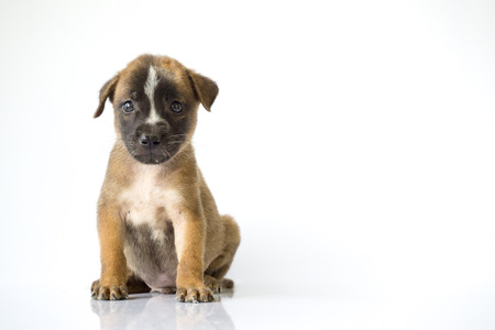 Brown dog on a white background.dog.の写真素材