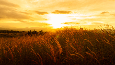 Foxtail grasses at sunset, Setaria viridis, selective focus.の写真素材