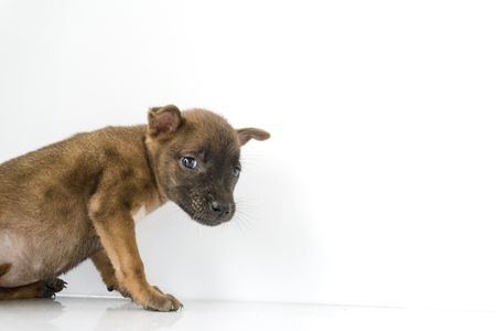 Brown dog on a white background.dog.の写真素材