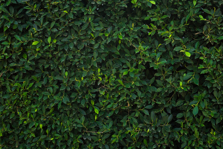 Green tree wall for closeup textured background pattern.
