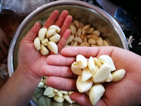 garlic,garlic place on tray in the market,on hand.の写真素材