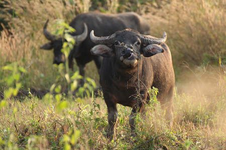 Close up buffalo is eating grass. The evening is golden.