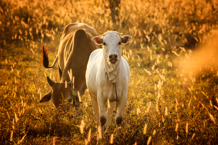 Calf in orange meadow,Tongue.the cow has happy.の写真素材