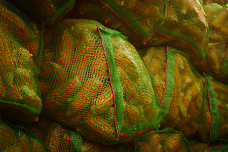 Sacks of Maize or corn drying on roof, rural village,Corn in green sacks,close up.の写真素材