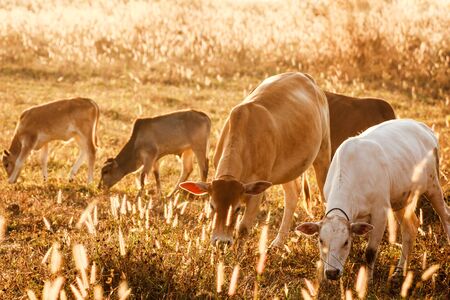 The life of the cow family in the meadow, the golden drought.の写真素材