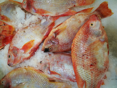 Red Tilapia/Ruby Fish in market,Shelves selling ruby fish in the market,Fresh pink frozen...
