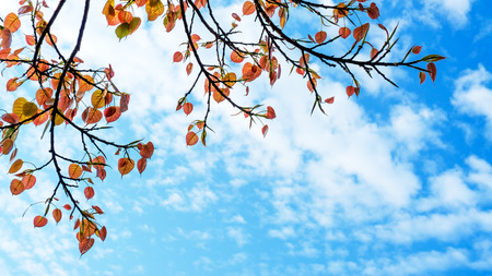 Red Lotus in the morning bright colors.の写真素材
