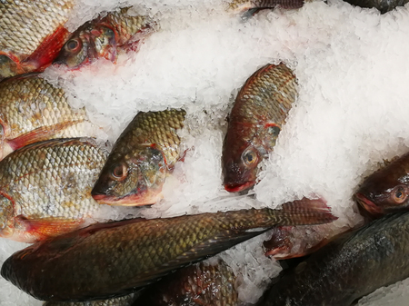 Nile tilapia frozen in the market,Frozen Nile Tilapia Fish in a Pile of Ice at supermarket, Mixed...