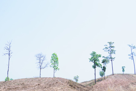 My friend's tree, where are they gone?の写真素材