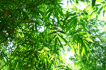 close up bamboo leaves green planted in the garden,BAMBUSA BEECHEYANA MUNRO BEECHEY BAMBOO, SILKBALL.の写真素材