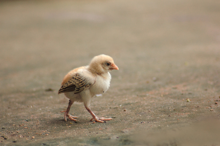 Little chicks are walking,Walk for food.の写真素材