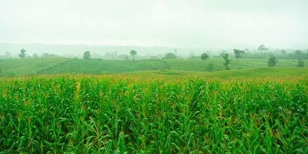 Corn field in the rainy season, cloudy and foggy in the sky.の写真素材