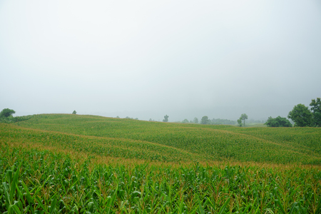 Corn field in the rainy season, cloudy and foggy in the sky.の写真素材
