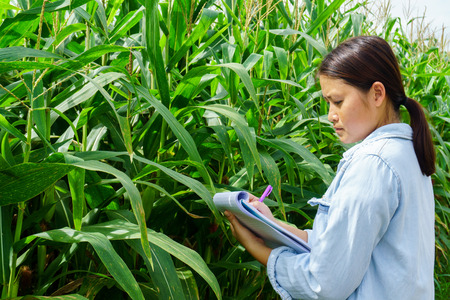 A young girl inspects the corn and notes the observations found.の写真素材