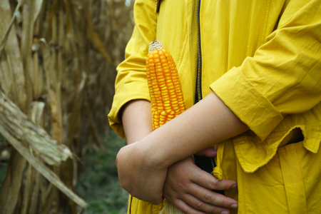 The girl in yellow robes walks to watch the corn ready to be harvestedの写真素材