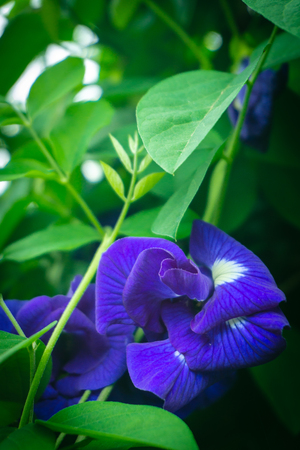 Butterfly Pea on the tree with purple flowers cut with green leaves.の写真素材